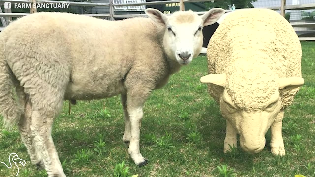 Lamb Who Escaped Slaughterhouse Gets A Second Chance At Life