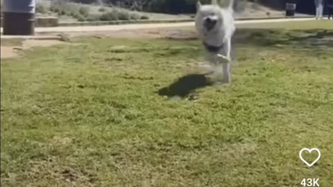 funny videos funny animals