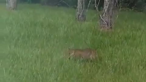 A man finds a red lynx and a baby alligator fighting in his backyard