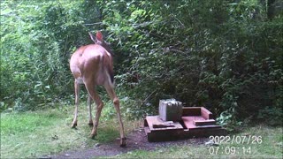 Backyard Trail Cam - Mama Doe at Salt Block
