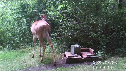 Backyard Trail Cam - Mama Doe at Salt Block
