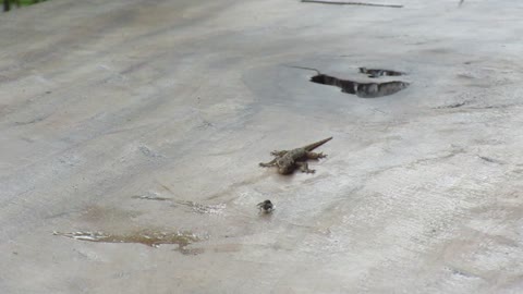 Gecko stalks and catches fly on cafe table in Bali