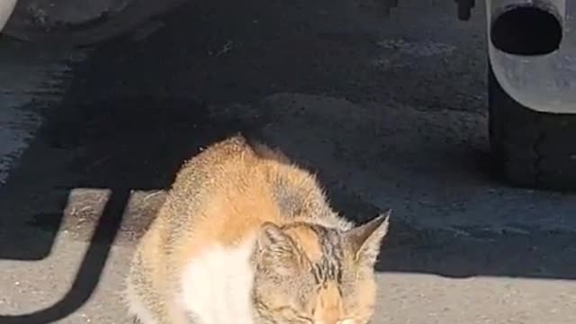 A stray cat photosynthesizes in the morning
