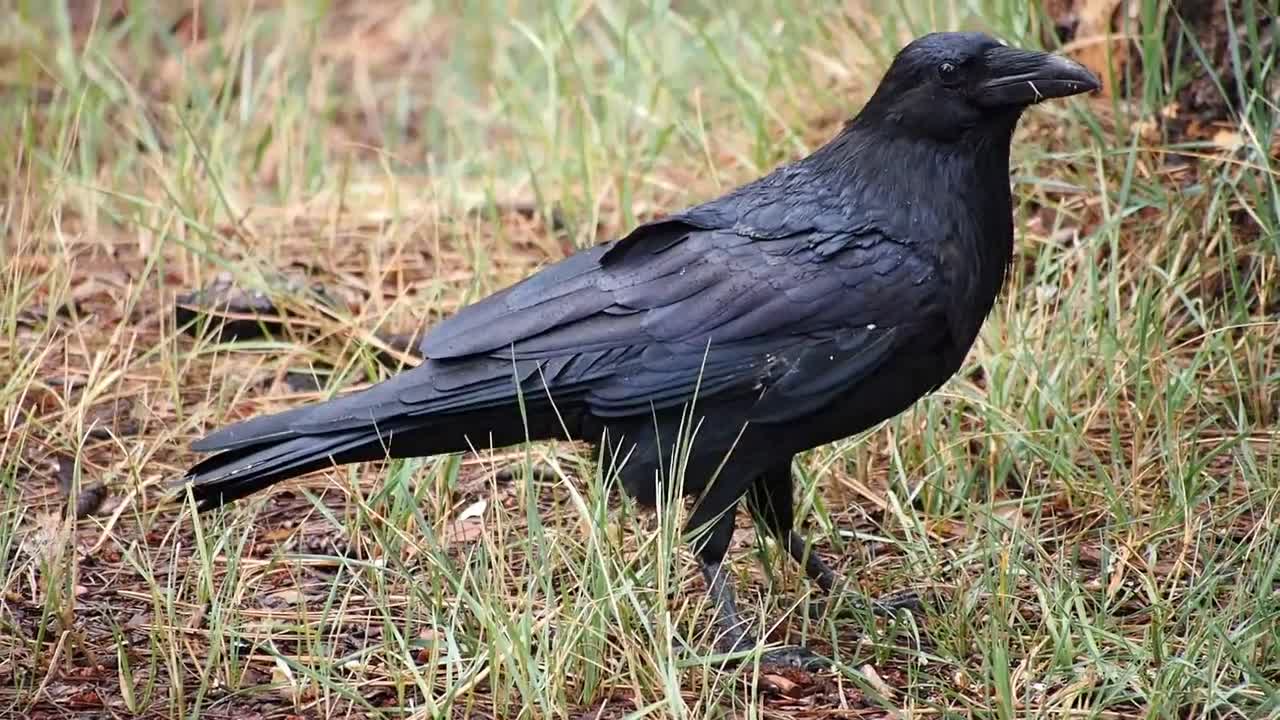 Watch the crow from the black birds