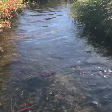 more salmon in the creek