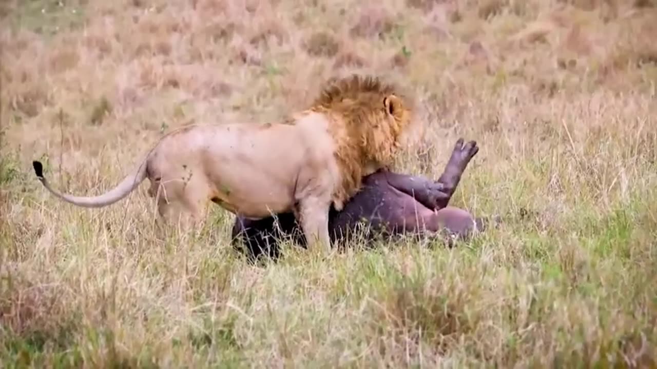 Terrible Consequences: Lion Pays Heavy Price in Wrong Battle Against Hippo - Shocking Encounter!