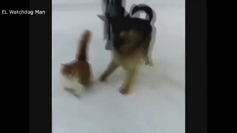 DOG IS FUNNY WITH CAT