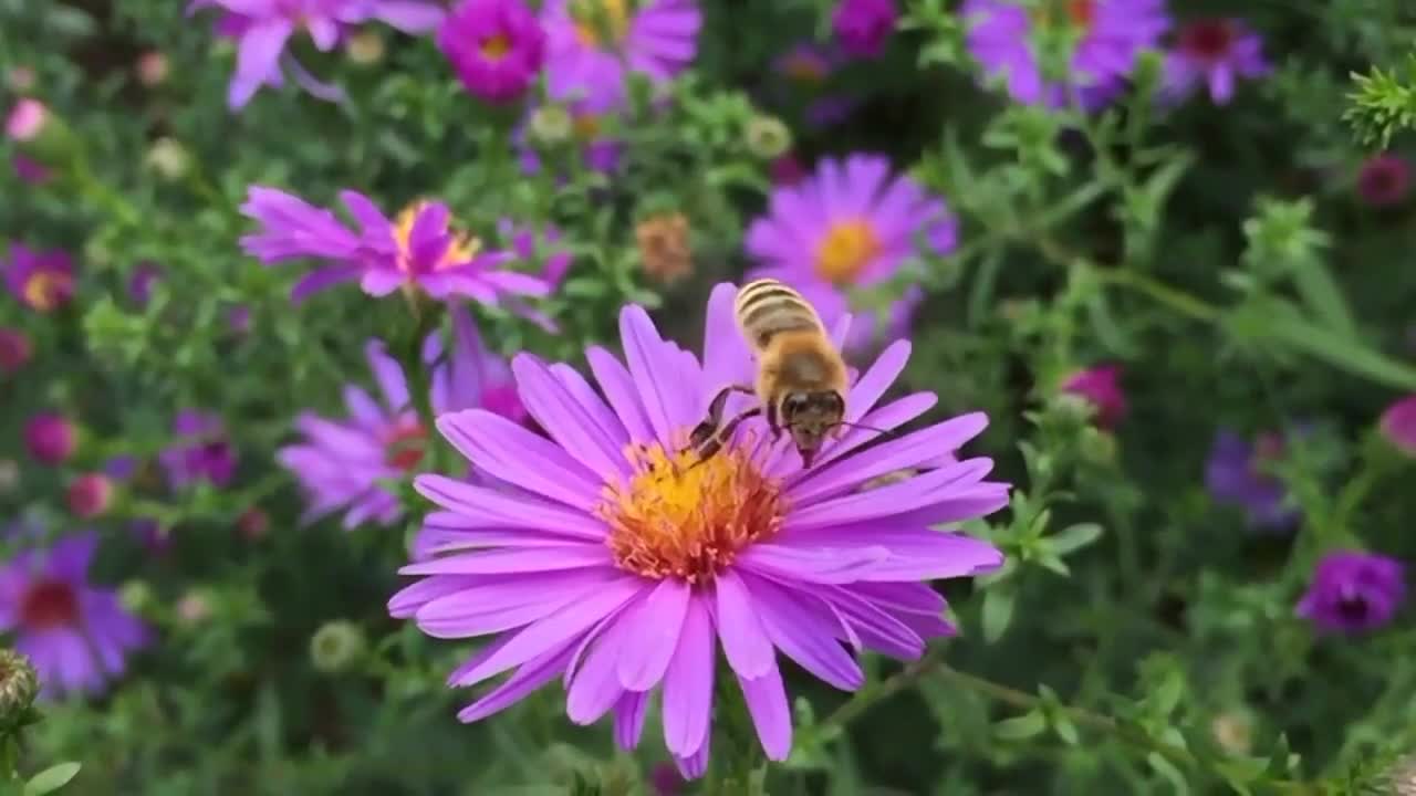 beautiful flowers 💐 Nature Beauty | nature cute pets