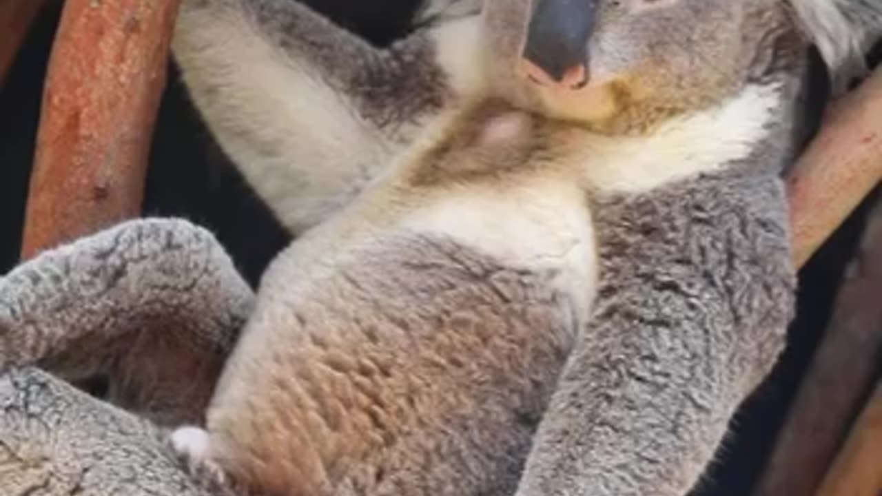 Cool koala gonna steal everyone’s girlfriends