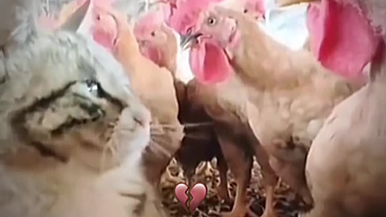 cat_chicken