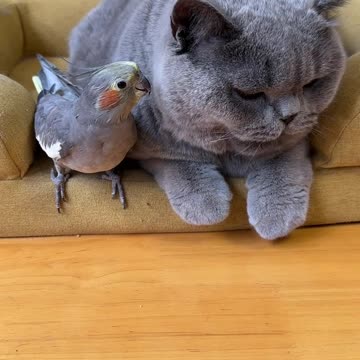Unlikely friends