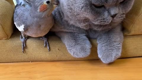 Unlikely friends