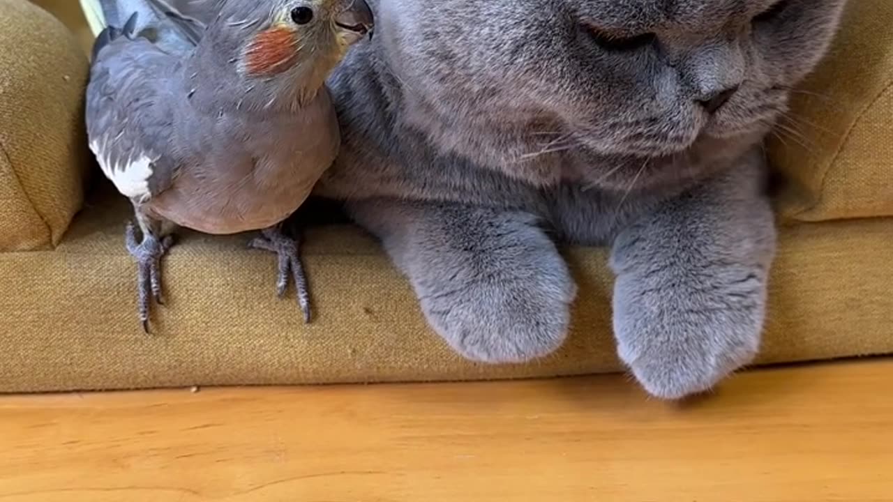 Unlikely friends