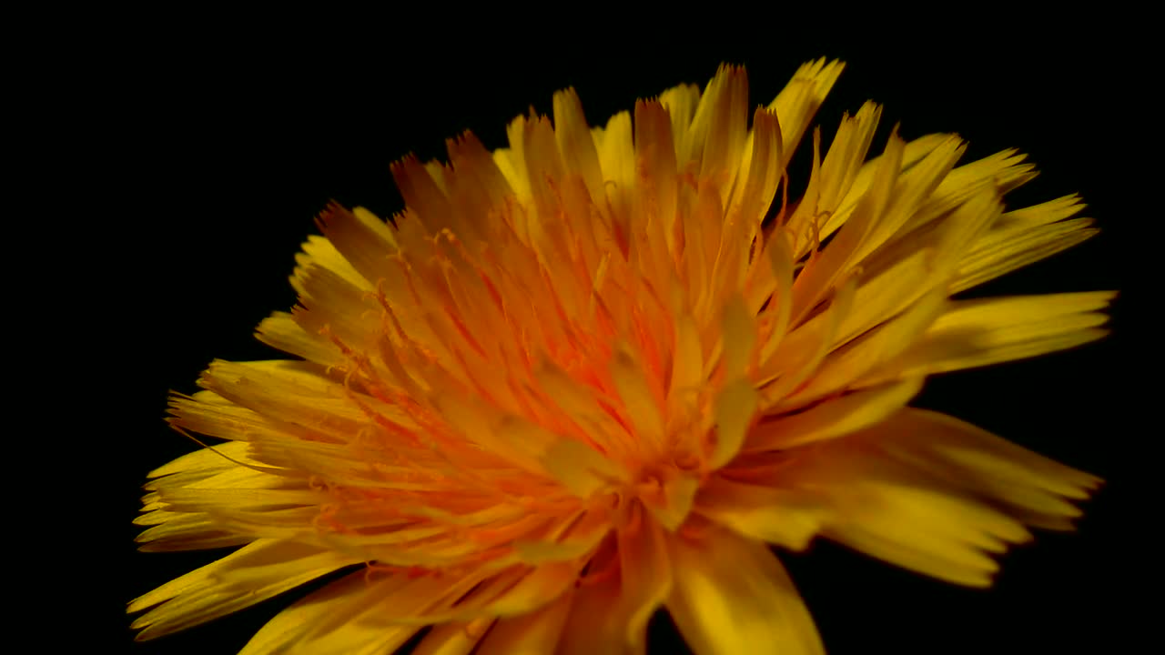 Timelapse of Dandelion Flower | Yellow Flower