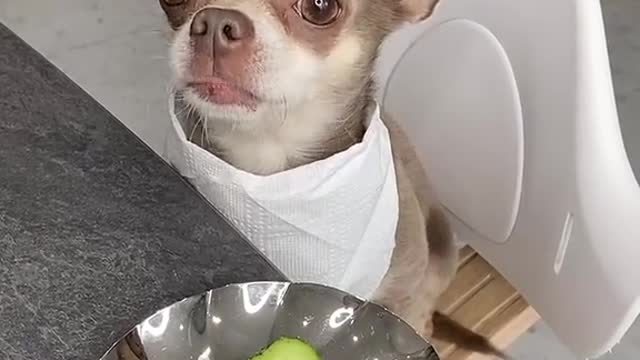 happy dog