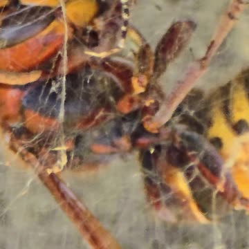 A dead wasp in a spider's web