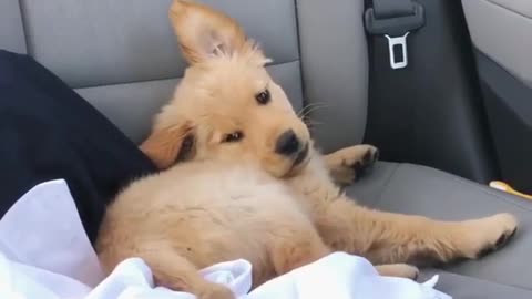 Dog and car