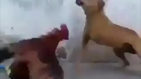 Rooster and dog