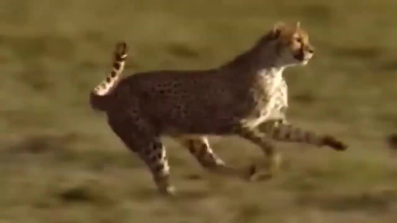 WORLD’S FASTEST ANIMALS FAIL!