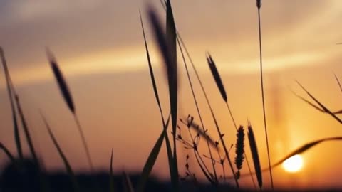 end of life tribute