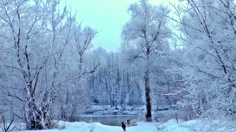 Playful Dogs During Winter Season