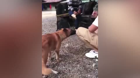 The funniest animals 😅 New funny videos about cats and dogs 😸🐶