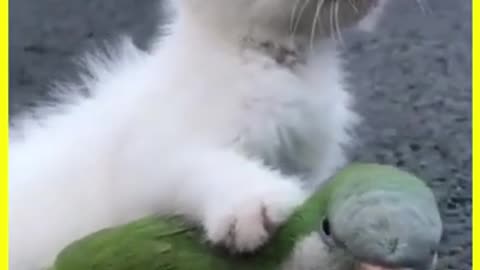 The cat plays the parrot القط يلعب الببغاء