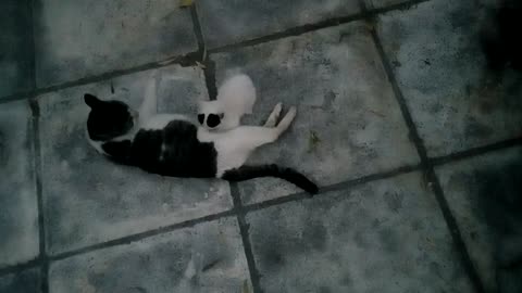 Kitten drinks milk from its mother