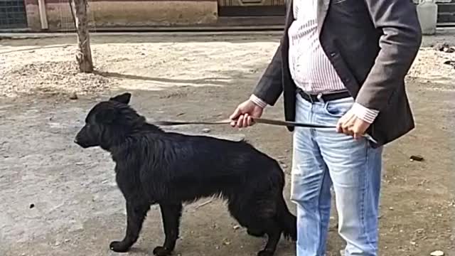 German Shepherd pedigree black