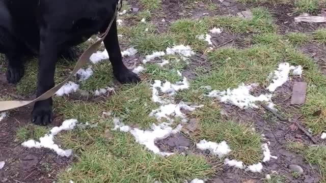 funny dog ​​with a log