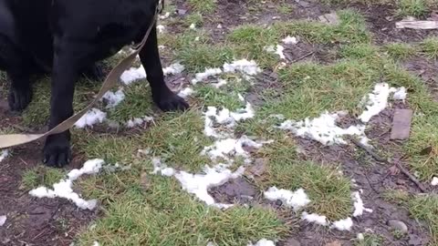 funny dog ​​with a log