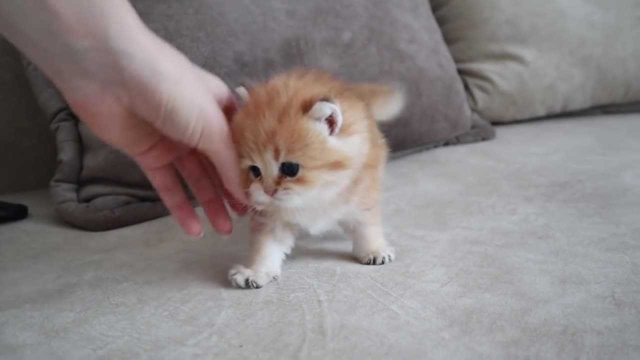 dangerous kitten in the world