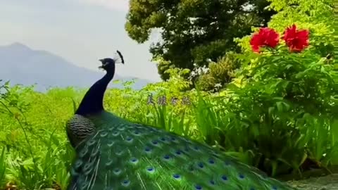 Peacock 🦚