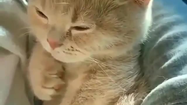 cats colour change