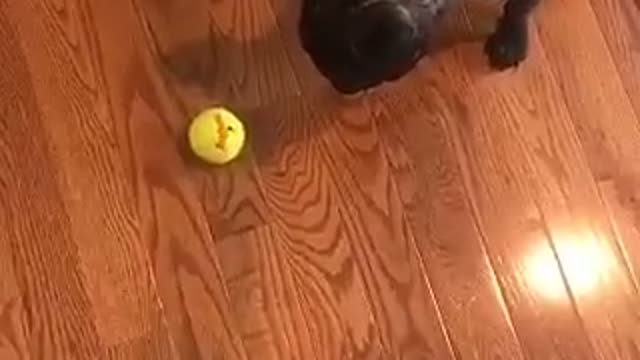 Black dog wanting to play fetch