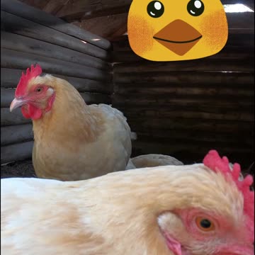 OMC! Chicken cam - Brownie Surprise! 🐔💖😍😊#chickens #hens #relaxing #shorts #zzz
