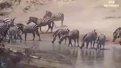 King of the Lake Attacks a Zebra for a Dinner National Geographic HD