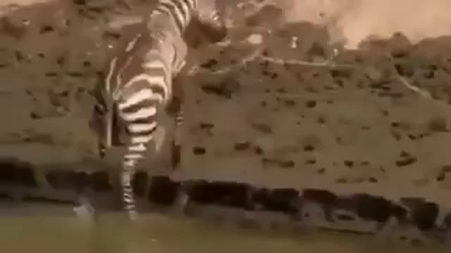 This zebra nearly escaped death