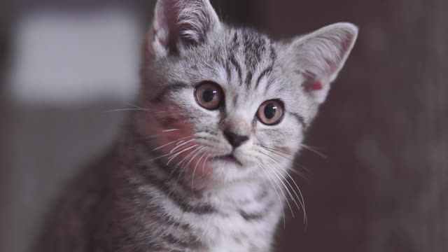 Funny gray kitten watching the camera