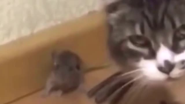 Tom y a Jerry gato y ratón juzgando y esta chica grita