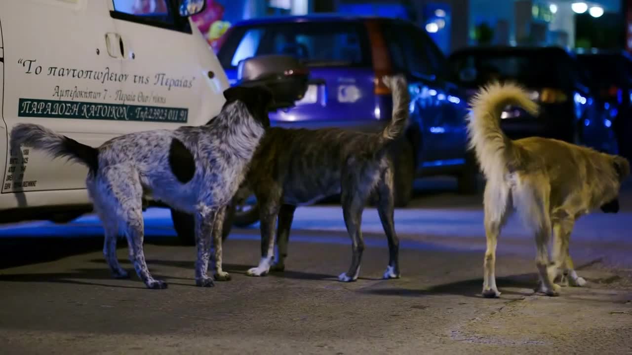 Three stray dogs standing on the road at night, they walk away as car coming