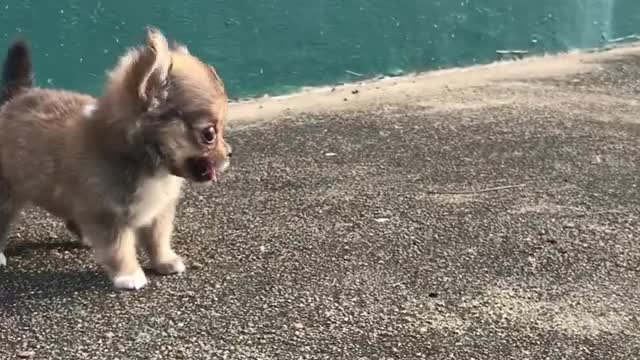 A Unique smile of Dog