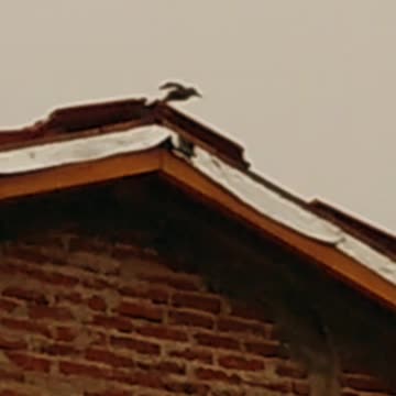 Benteveo cantando bajo la lluvia - Tacuarembó (25/11/2024)