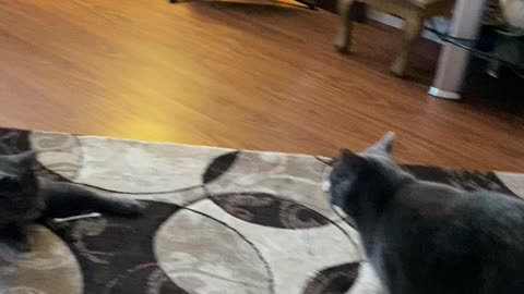 Sunday Funday ❤️🐈🎶
