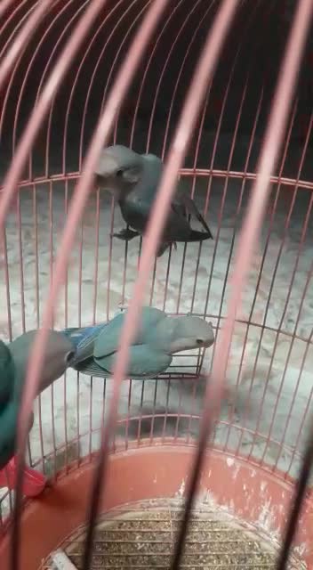 See the beauty of my beautiful birds hatched on one color and they are brothers