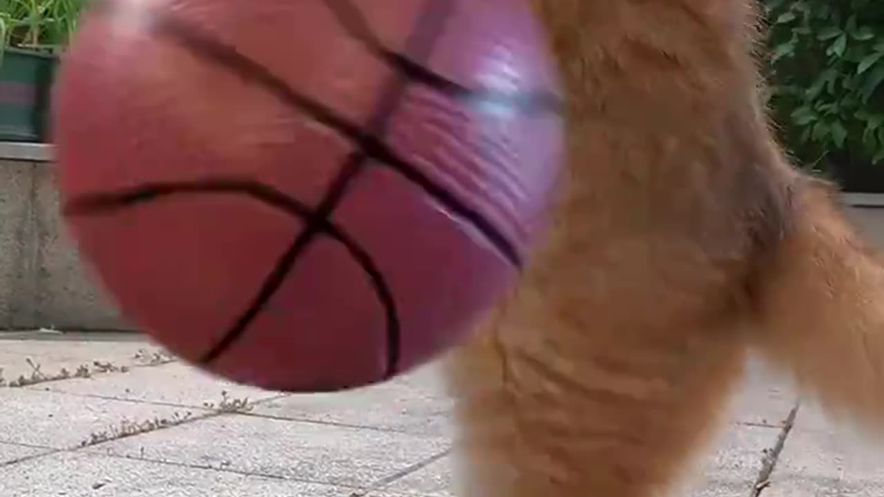 Funny Messi Cat Play FootBall & BasketBall 2024