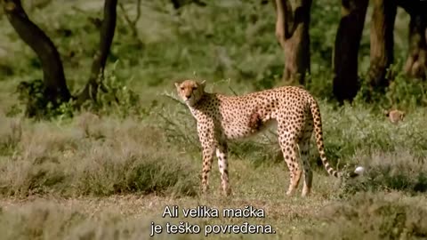 Gazelle defeated 3 cheetahs