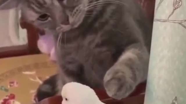 Cat, cut cat, parrot, funny cat