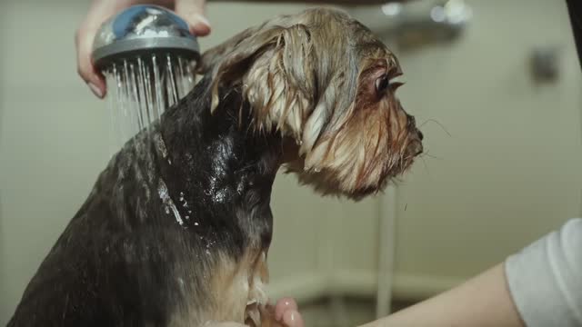 BATHING THE DOG