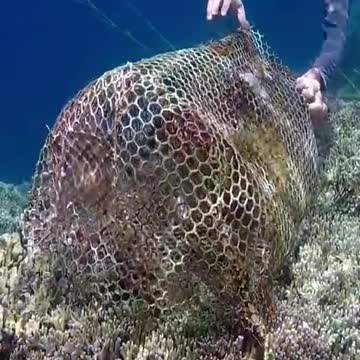 We Found An Abandoned Fish Trap On A Reef! Check Out What Was Inside!!